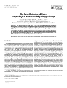 The Apical Ectodermal Ridge: morphological aspects and signaling