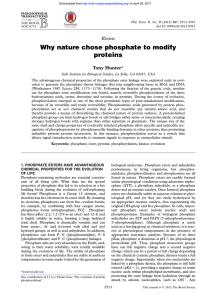 Why nature chose phosphate to modify proteins