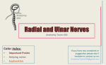 Radial and Ulnar Nerves
