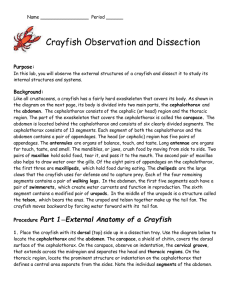 crayfish dissection
