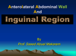 Anterolateral Abdominal Wall And