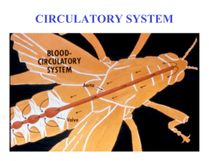 Circulatory system - Faculty Support Site