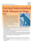 cervical_intervertebral_disk_disease_in_dogs