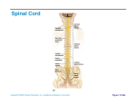 Spinal Cord