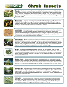 Aphids Bagworms Lace Bugs Mealy Bugs Scale Spider Mites