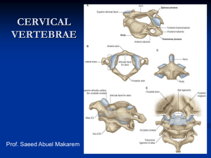 5-cervical spines