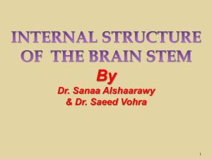 L8- Internal_Structures_of_Brainstem-2013