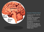 Posterior Pituitary GLand