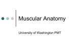 Muscular Anatomy - University of Washington