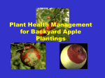 Plant Health Management for Backyard Strawberries Planting