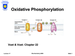 Oxidative Phosphorylation