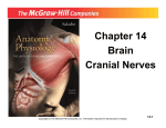 Chapter 14 Brain Cranial Nerves