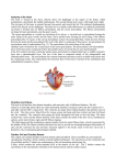 Anatomy of the Heart The heart is located in the chest, directly above