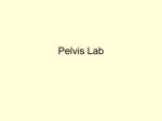 Pelvis Lab - Yale Radiology