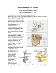 The Mandibular Nerve_c revised HO