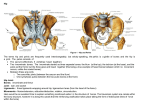 Hip The terms hip and pelvis are frequently used interchangeably