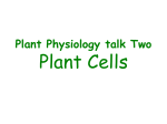 Plant Cells (The Basics)