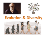 Evolution and Diversity