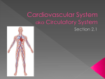 Cardiovascular System aka Circulatory System