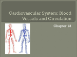 Cardiovascular System: Blood Vessels and Circulation