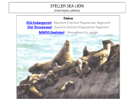 steller sea lion - Point Blue Conservation Science