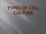 Mammalian cell culture