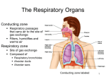 40. Respiratory system. Nose, larynx