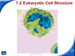 7-2 Eukaryotic Cell Structure