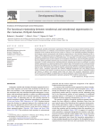 The functional relationship between ectodermal and mesodermal