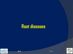 root diseases