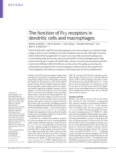 The function of Fcγ receptors in dendritic cells and macrophages