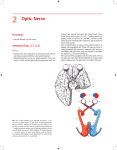 2 Optic Nerve