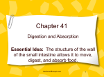 Chapter 41 Presentation-Digestion and Absorption