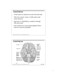 Cranial Nerves Twelve pairs of cranial nerves arise from the brain