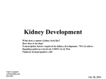 Development of the Kidneys