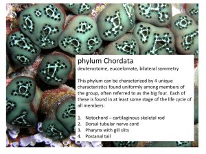 phylum Chordata