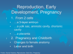 Reproduction, Early Development, Pregnancy