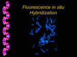 Fluorescence in situ Hybridization (FISH)