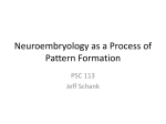 Neuroembryology as a Process of Pattern Formation