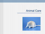 Lab animal Care