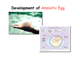 17. Evol Egg_Membranes 08
