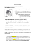 The Brain and the Meninges [9-29