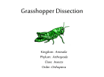 Grasshopper Dissection