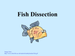 PERCH Dissection ppt