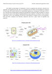 Prokaryotic Cell Animal Cell - Zakład Biotechnologii i Inżynierii
