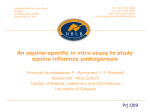 An equine-specific in vitro assay to study equine influenza