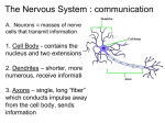 CH 8 Nervous part 1