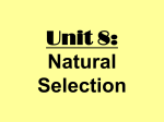 Unit 8: Natural Selection