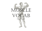 Muscle Vocab