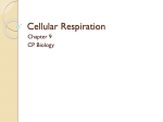 Cellular Respiration CPB